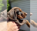 Small Photo #38 Doberman Pinscher Puppy For Sale in WHEELING, IL, USA
