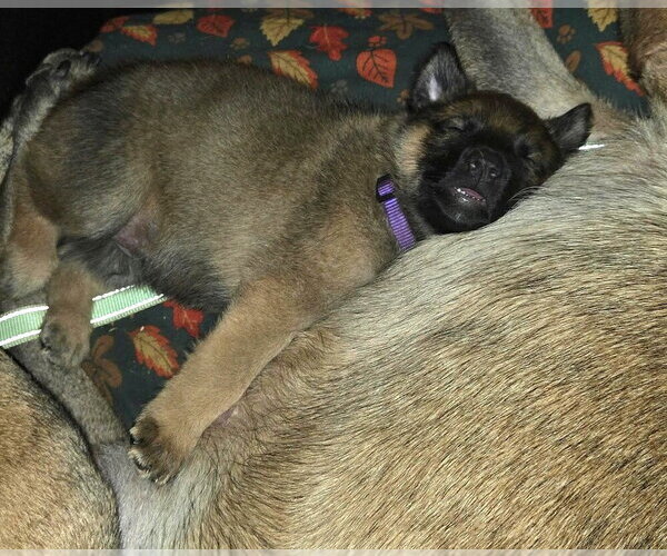 Medium Photo #2 Mutt Puppy For Sale in Imlay City, MI, USA