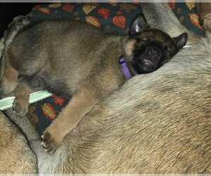 Pumpkins Litter Cider - Located in SC - Female Mutt Dog for Adoption - Photo #2