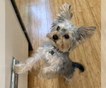 Small #2 Mutt