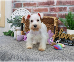 Small #8 Schnauzer (Miniature)