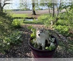 Puppy Ruby Siberian Husky