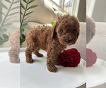 Image preview for Ad Listing. Nickname: Litter of 3