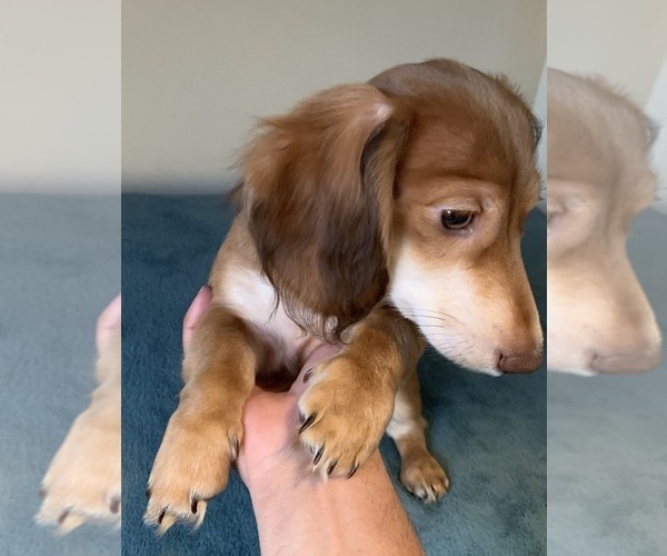 Medium Photo #1 Dachshund Puppy For Sale in GUYTON, GA, USA