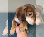 Small Photo #1 Dachshund Puppy For Sale in GUYTON, GA, USA