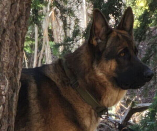 Medium Photo #1 Alaskan Shepherd Puppy For Sale in SHAWBORO, NC, USA