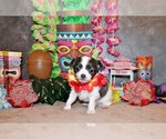 Puppy Artie Chihuahua