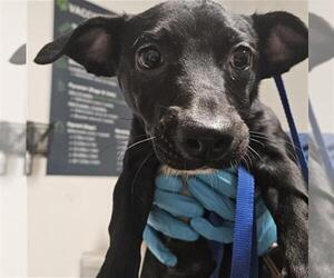 Labrador Retriever-Unknown Mix Dogs for adoption in Bakersfield, CA, USA