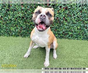 Boxer Dogs for adoption in West Palm Beach, FL, USA