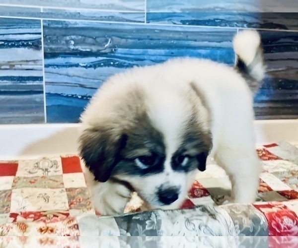 Medium Photo #3 Great Pyrenees Puppy For Sale in SCIO, OH, USA
