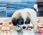 Small Photo #3 Great Pyrenees Puppy For Sale in SCIO, OH, USA