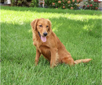 Small #3 Golden Retriever