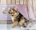 Small Photo #3 Pomeranian Puppy For Sale in HAYWARD, CA, USA