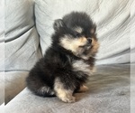 Small #3 Pomeranian