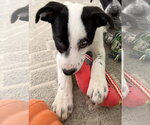 Small #2 Lab-Pointer