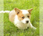 Small Photo #4 Pembroke Welsh Corgi Puppy For Sale in CHAMBERSBURG, PA, USA