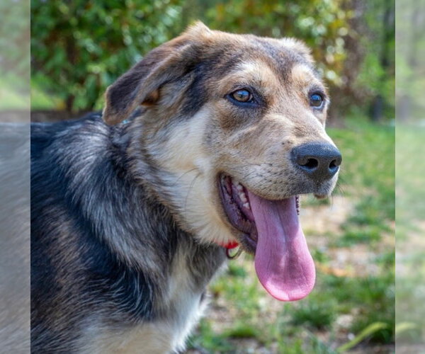 Medium Photo #1 Mutt Puppy For Sale in Canton, CT, USA