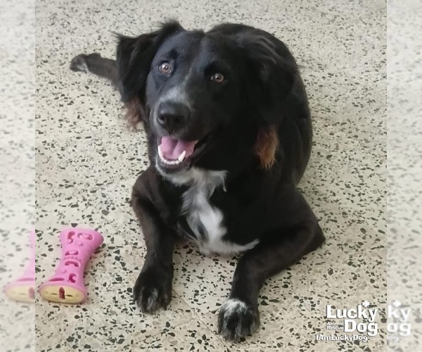 Medium Photo #2 Border Collie-Unknown Mix Puppy For Sale in Washington, DC, USA