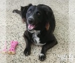 Small #1 Border Collie Mix