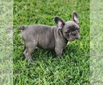 Small Photo #14 French Bulldog Puppy For Sale in CAPE CORAL, FL, USA
