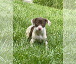 Small #1 Mutt