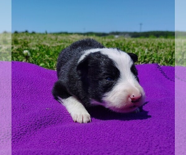Medium Photo #16 Border Collie Puppy For Sale in NORBORNE, MO, USA
