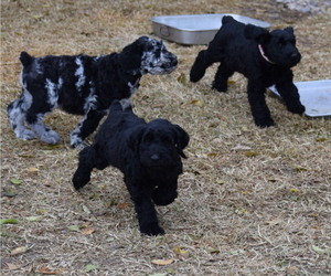 Poodle (Miniature)-Schnauzer (Giant) Mix Puppy for sale in HOOPER, UT, USA