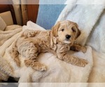Small #21 Lhasa Apso