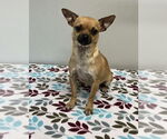 Small #3 Chihuahua Mix