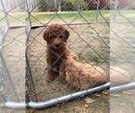 Small Photo #9 Goldendoodle Puppy For Sale in NAMPA, ID, USA