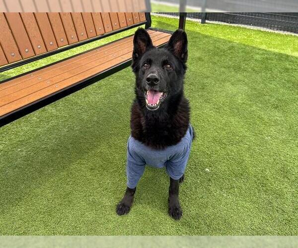 Medium Photo #1 German Shepherd Dog Puppy For Sale in Orange, CA, USA