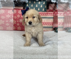Golden Retriever Puppy for Sale in DAVENPORT, Florida USA