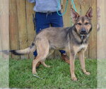 Small #1 Collie-German Shepherd Dog Mix