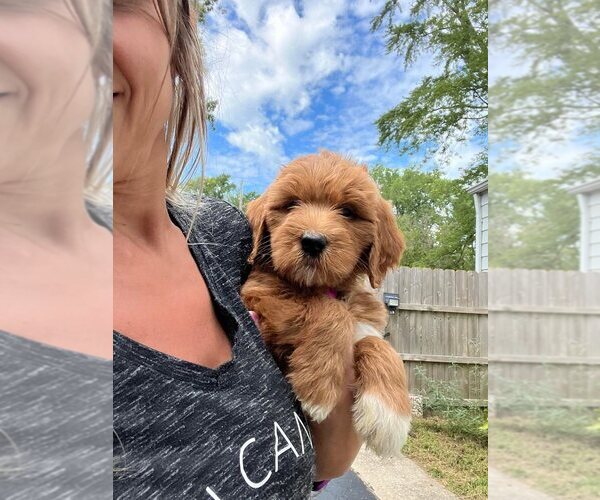 Medium Photo #11 Goldendoodle Puppy For Sale in TOLEDO, OH, USA