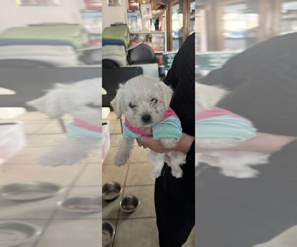 Medium Photo #5 Maltese-Unknown Mix Puppy For Sale in San Bernardino, CA, USA