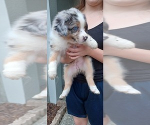 Australian Shepherd Puppy for sale in GIBSONTON, FL, USA