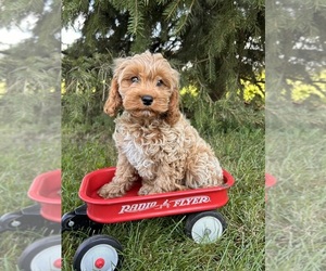 Shih Tzu Puppy for sale in MIDDLEBURY, IN, USA