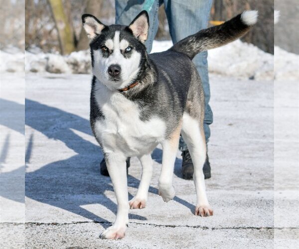 Medium Photo #5 Huskies -Unknown Mix Puppy For Sale in Huntley, IL, USA