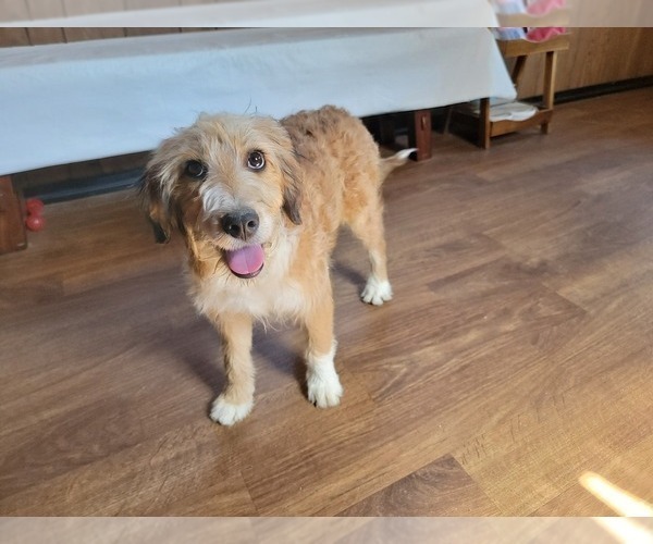 Medium Photo #105 Bernedoodle (Miniature) Puppy For Sale in BLACK FOREST, CO, USA