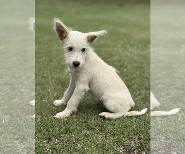 Medium Photo #5 Mutt Puppy For Sale in PIPE CREEK, TX, USA