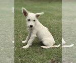 Small #4 Mutt