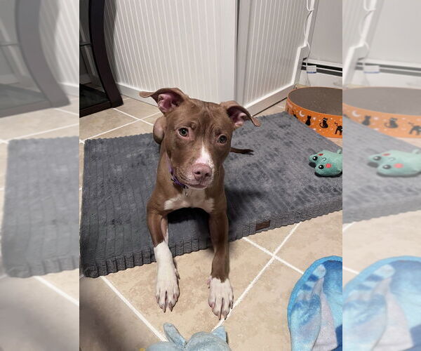 Medium Photo #10 Staffordshire Bull Terrier Puppy For Sale in Brewster, NY, USA