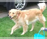 Small Photo #2 Golden Retriever Puppy For Sale in CANBY, OR, USA