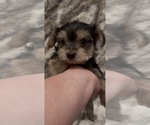 Small #4 Yorkshire Terrier