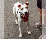 Small #7 Labrador Retriever Mix