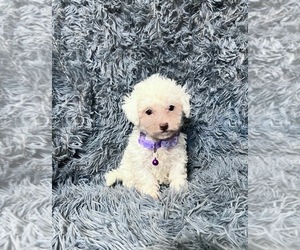 Cavapoo Puppy for sale in JEFFERSONVILLE, IN, USA
