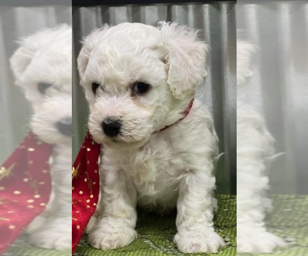 Medium Photo #3 Bichon Frise Puppy For Sale in LANSING, IA, USA