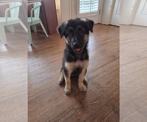 Shepradors Dogs for adoption in La Grange , NC, USA