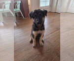 Small Shepradors