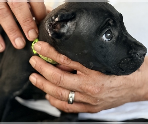 Medium Photo #26 Cane Corso Puppy For Sale in ANDERSON, IN, USA